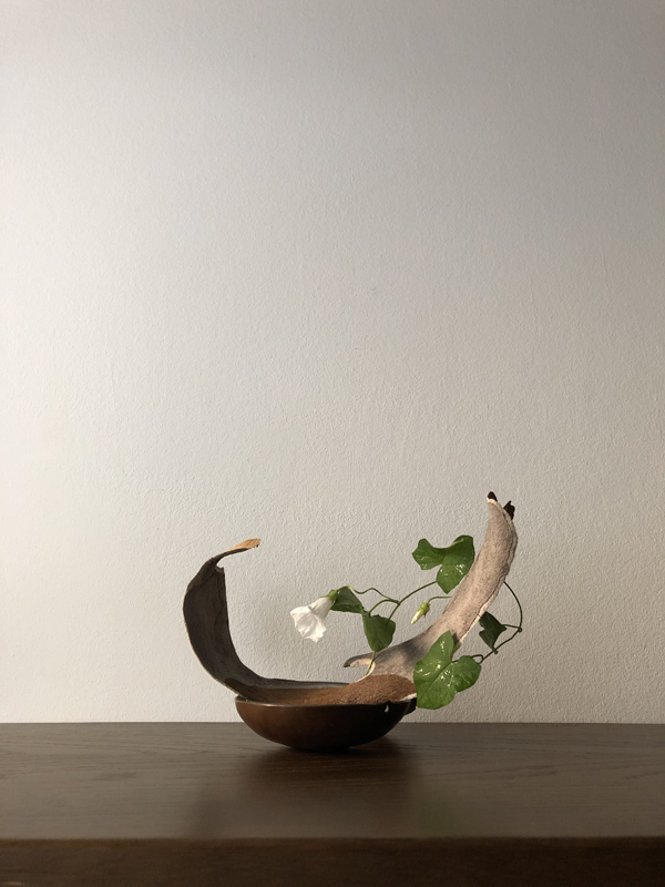 020725, morning glory, sycamore, hanging copper bowl and iron chain
