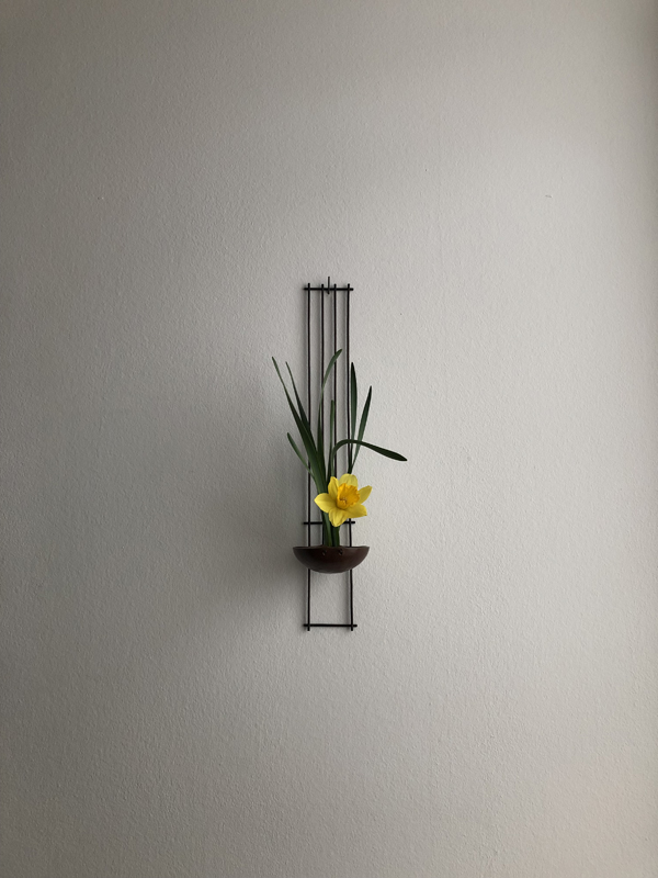 250225, wild daffodil, iron suihatsu