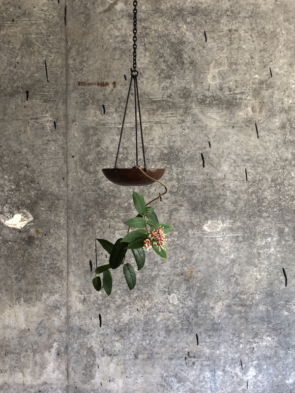 250525, henry's honeysuckle, hanging copper bowl and iron chain