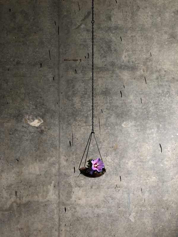 310725, morning glory, sycamore, hanging copper bowl and iron chain